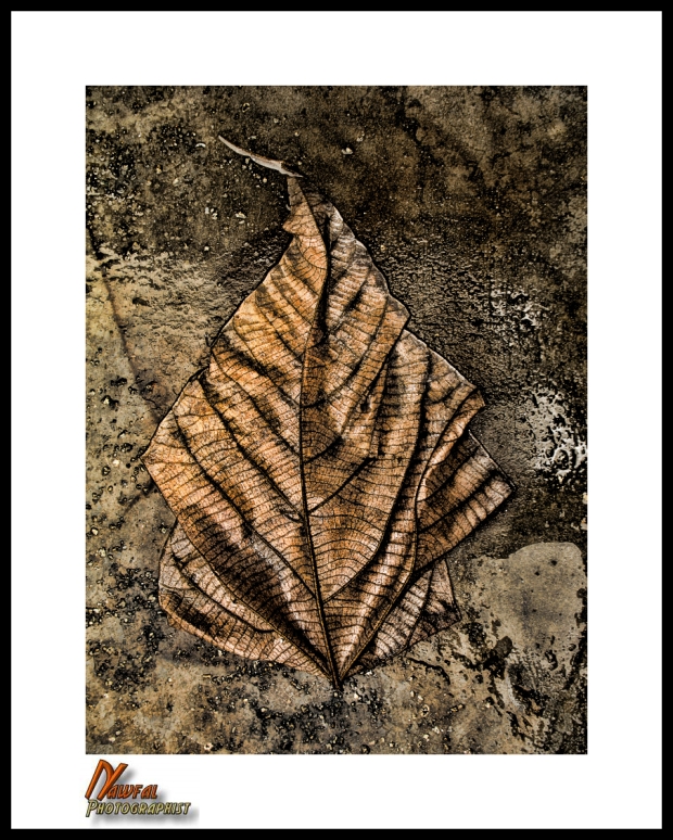 Title: WET BROWN LEAF ON WET CONCRETE # 1, Edit C. Creation Date: 28 Aug 2014. Genre: Environmental Digital Still Life. Collection: NATURAL ORGANIC STILL LIFE PHOTOGRAPHY. Collection Years: 2007 to Present (On-Going). Camera Used: circa., 2005 CANON Powershot A620, 7.1MP Point-And-Shoot Camera. Setting Control: Macro. Distance: About 8 inches away from subject. Flash: Internal flash -.5. Mode: Aperture Priority. Copyright 2014 Nawfal Johnson. All Rights Reserved. Penang, Malaysia.